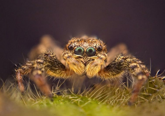 Красота дикой природы от National Geographic за 2015 год (ФОТО)