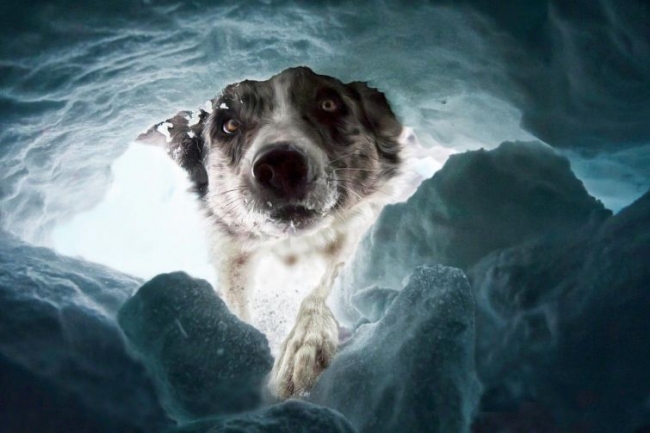 Красота дикой природы от National Geographic за 2015 год (ФОТО)