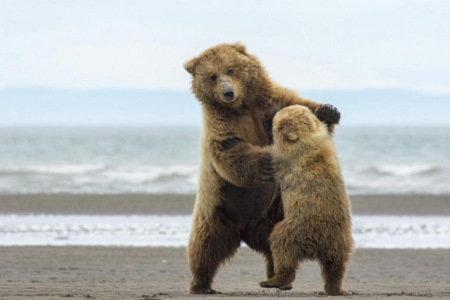 Красота дикой природы от National Geographic за 2015 год (ФОТО)