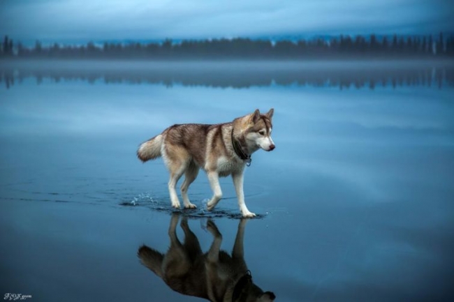 Красота дикой природы от National Geographic за 2015 год (ФОТО)