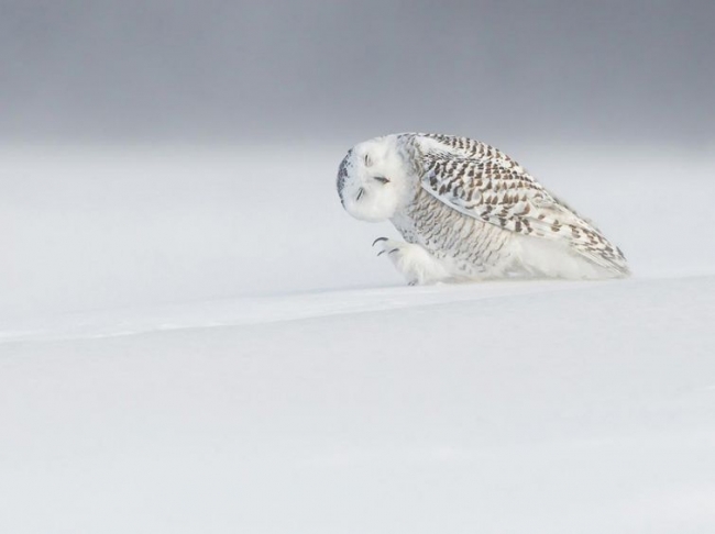 Красота дикой природы от National Geographic за 2015 год (ФОТО)